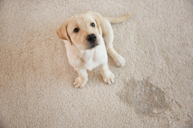 What Cleans Dog Pee Out Of Carpet